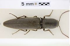 Foto (Dorsalansicht) von Melanoxanthus arimotoi (Schimmel, 2004)
